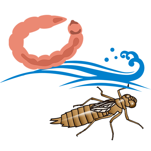 東和サーキット とわっぴぃ 第5位 水生昆虫類